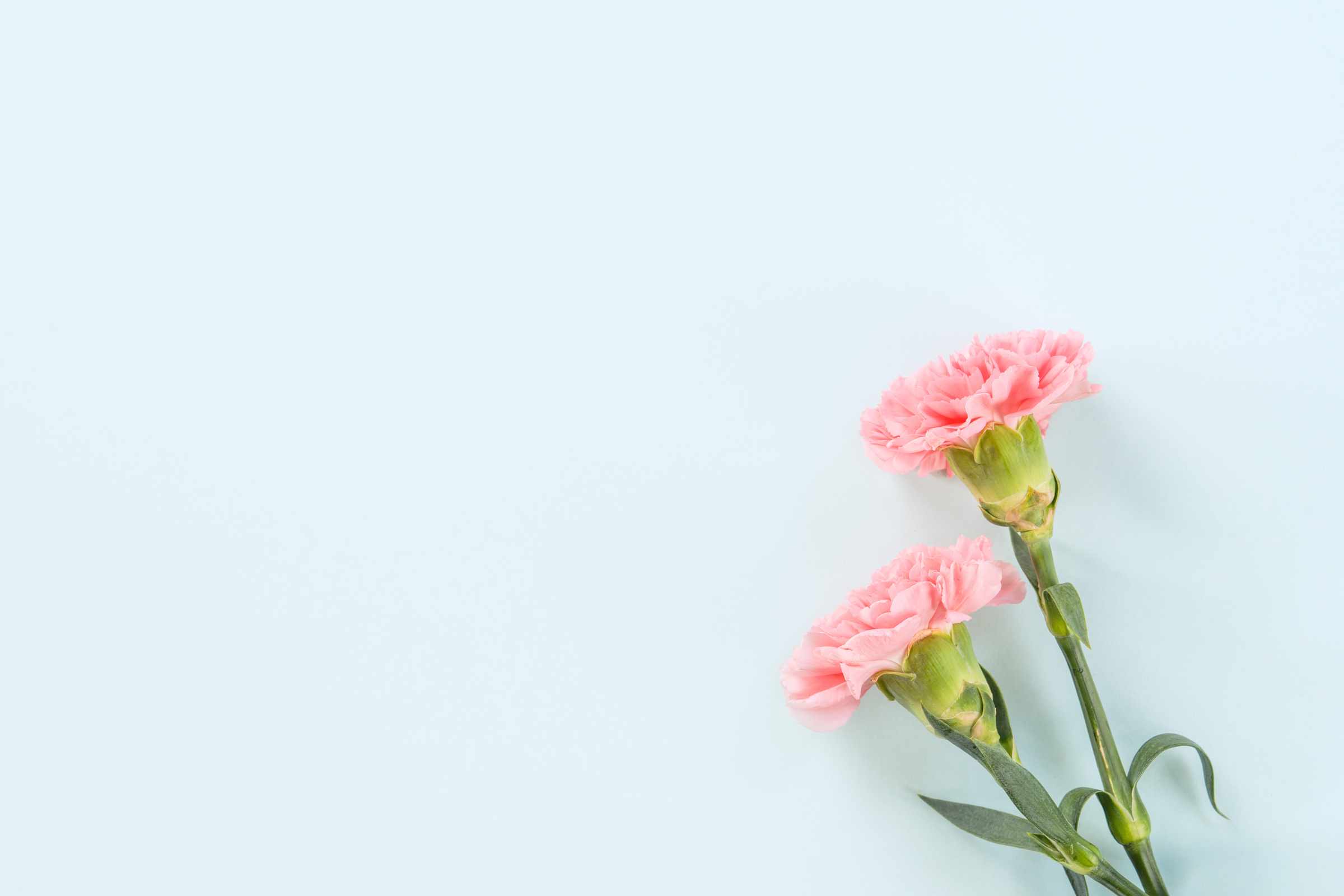 Pink Carnation on Blue Background